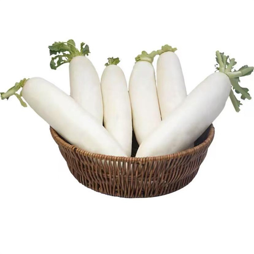 白萝卜 白萝卜
