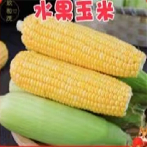 水果玉米 水果玉米