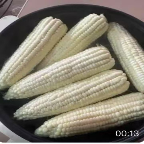 白玉米 白玉米