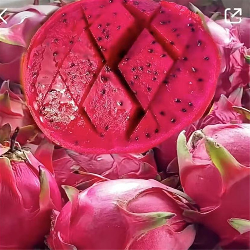 红心火龙果 红心火龙果