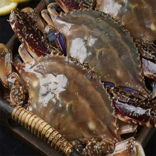 全肥海蟹 全肥海蟹
