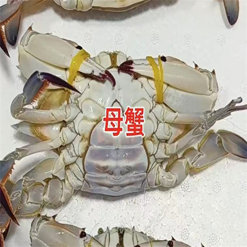 海蟹全母 海蟹全母