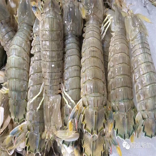 皮皮虾 皮皮虾