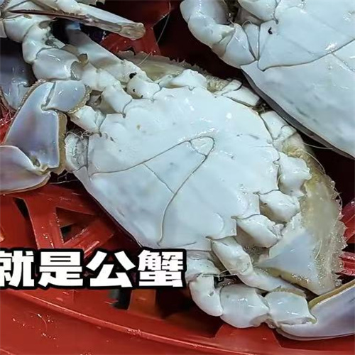 海蟹全公 海蟹全公
